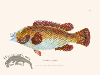 024 Ancient Wrasse or Old Wife